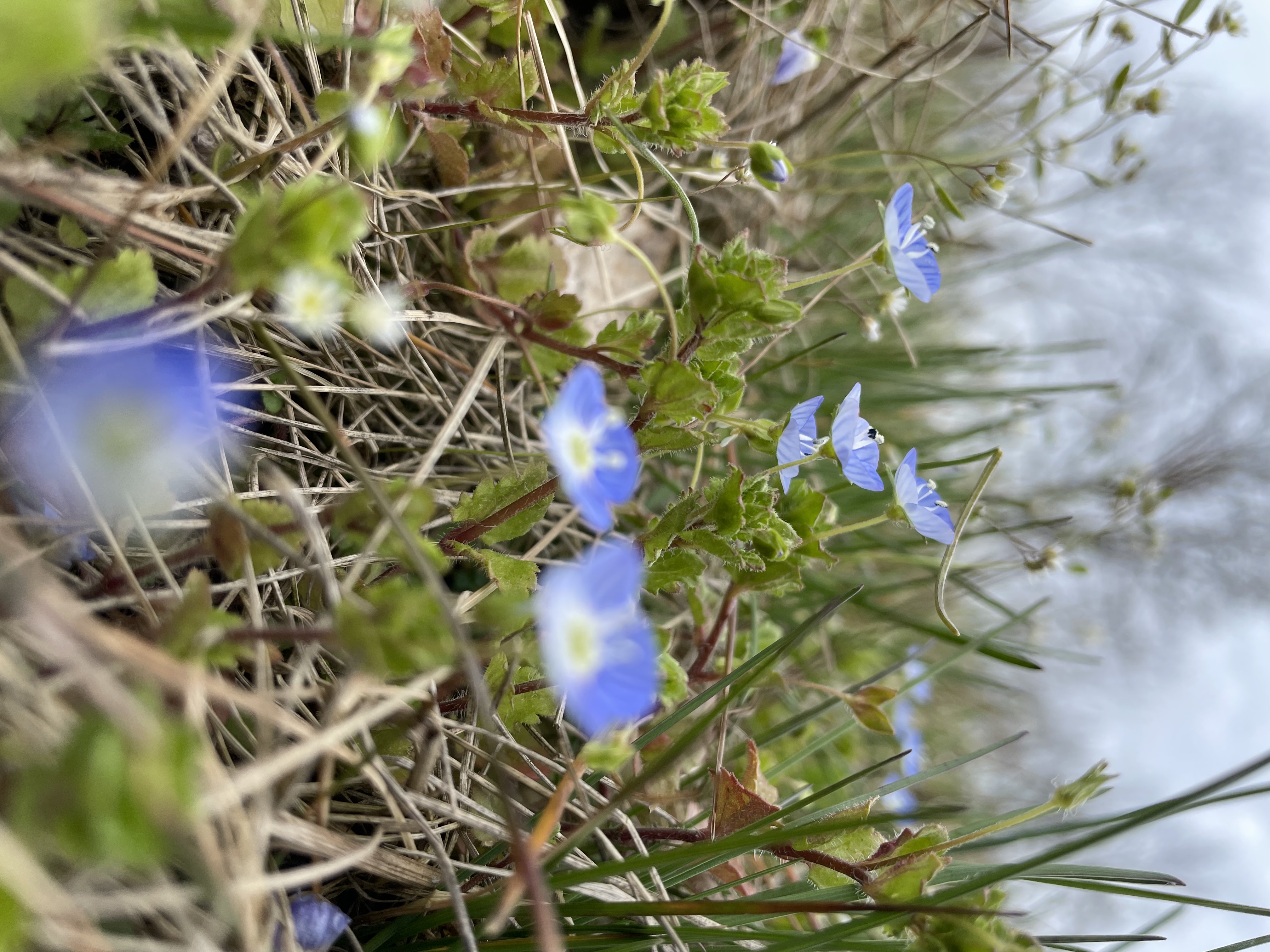 flower 01
