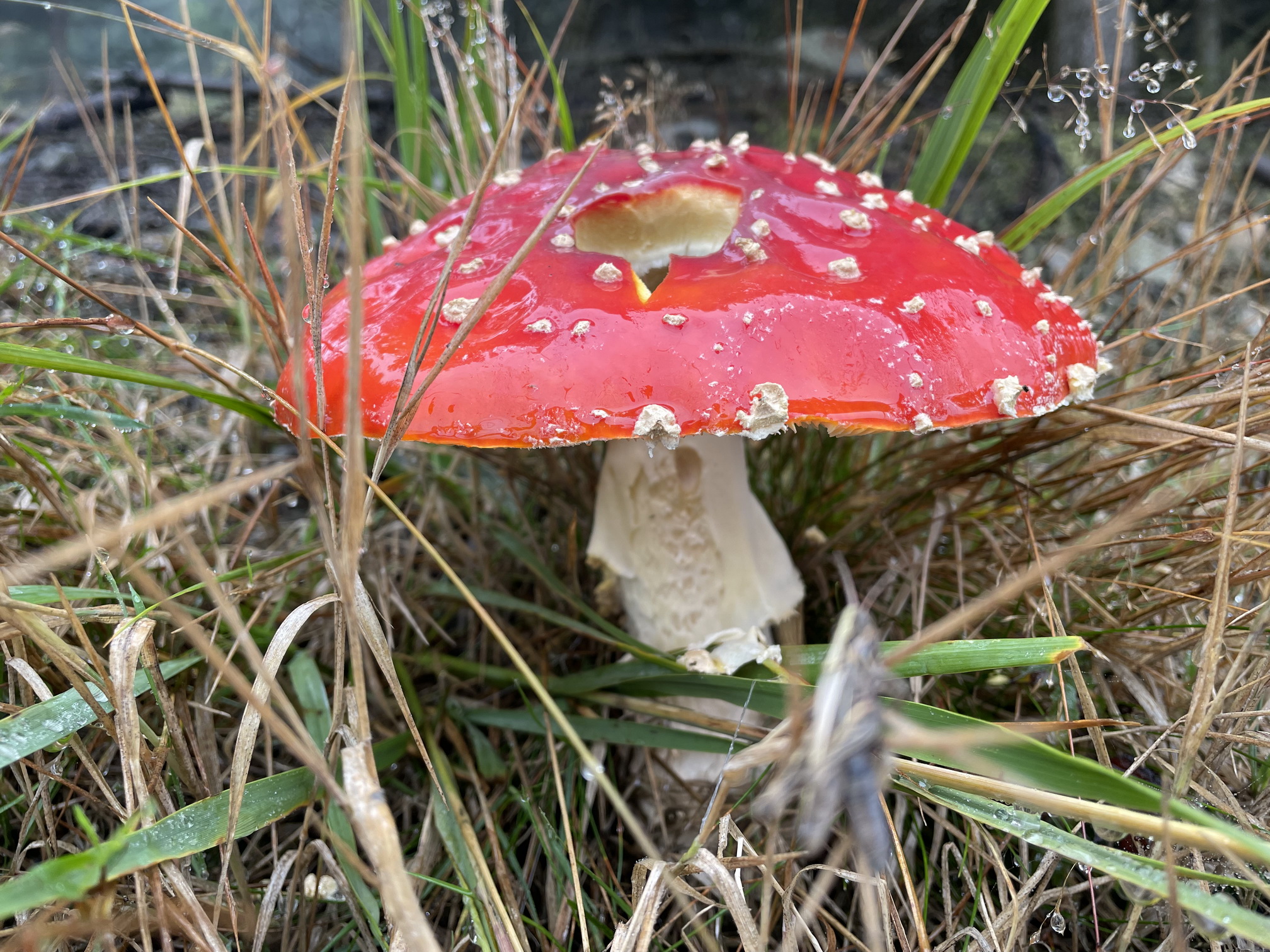 red fly agaric 
