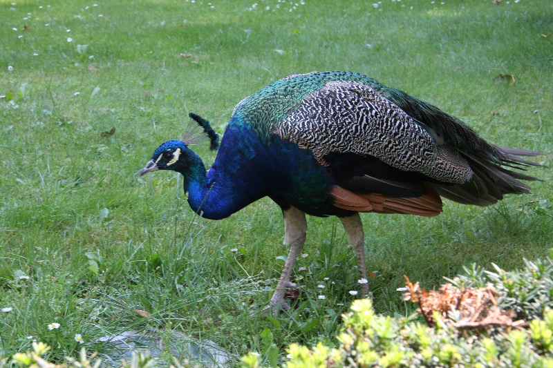 Jindrichuv Hradec 14